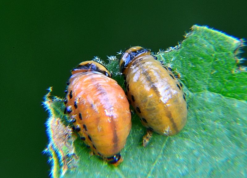 dorifora (Leptinotarsa decemlineata)